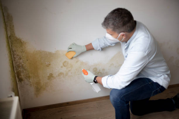Best Industrial Mold Remediation  in Clifton, CO