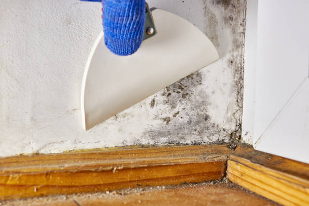 Best Real Estate Mold Inspection  in Clifton, CO